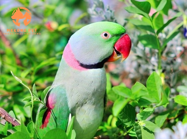 Chuyên bán vẹt xích thái non và trưởng thành tại tphcm, Tây ninh, đồng nai